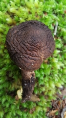 Cortinarius ursus