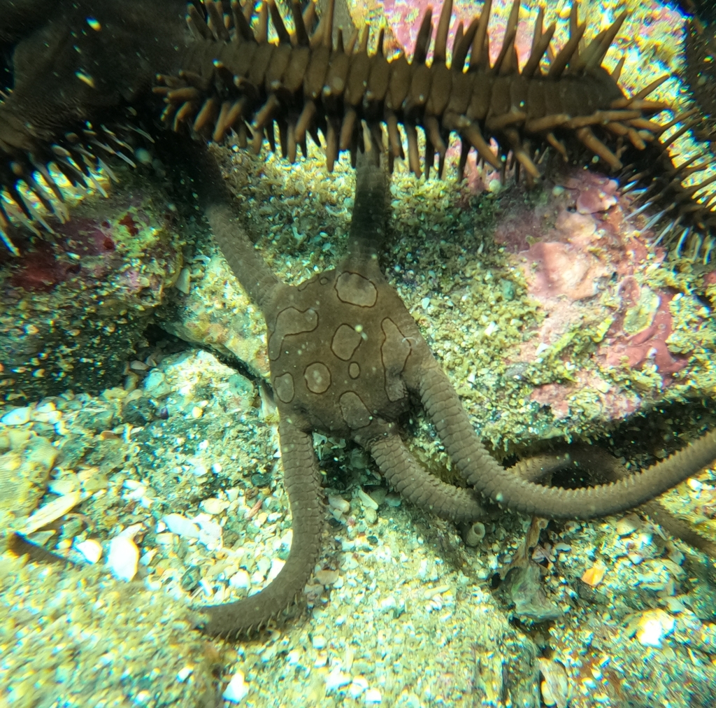 Ophioderma teres