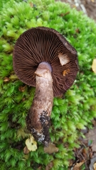 Cortinarius ursus