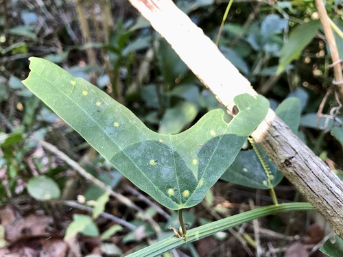 Image of Passiflora biflora by no rights reserved