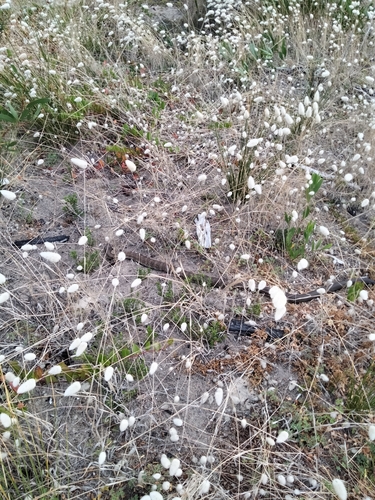 Tiger Snake sighting