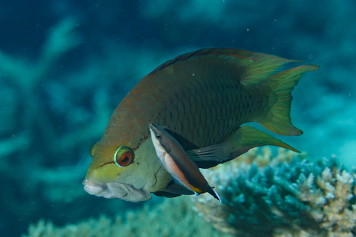 Slingjaw Wrasse