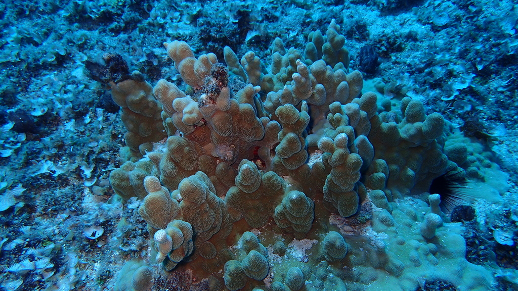 Porites deformis