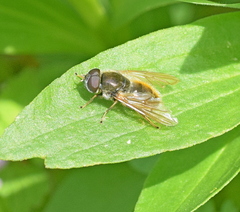 Cheilosia albipila