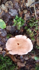 Cortinarius alboroseus