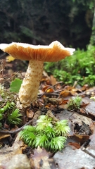 Cortinarius alboroseus