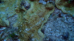 Turbinaria stellulata