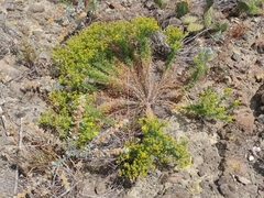 Deinandra clementina