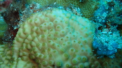 Turbinaria stellulata