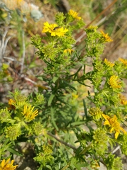 Deinandra clementina