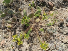 Deinandra clementina