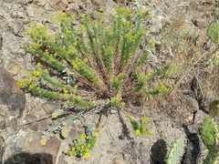 Deinandra clementina