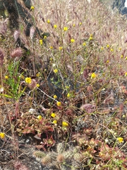 Malacothrix foliosa foliosa