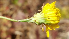 Malacothrix foliosa foliosa