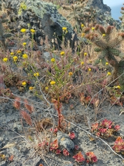 Malacothrix foliosa foliosa