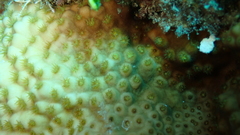 Turbinaria stellulata