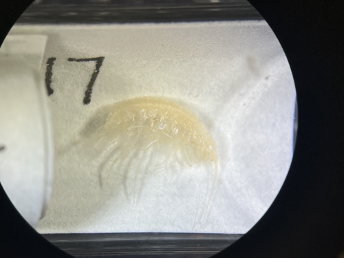 Holsingerius samacos