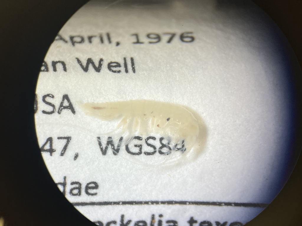Texiweckelia texensis