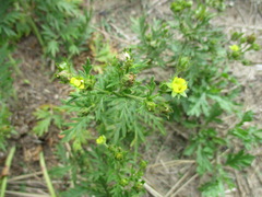 Potentilla tergemina