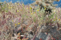 Malacothrix foliosa foliosa