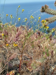 Malacothrix foliosa foliosa
