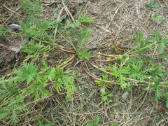 Potentilla tergemina
