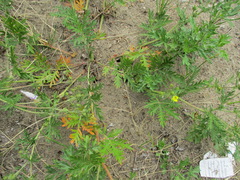 Potentilla tergemina