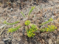 Deinandra clementina