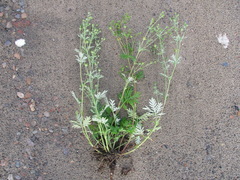 Potentilla tergemina