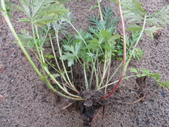 Potentilla tergemina