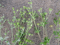 Potentilla tergemina