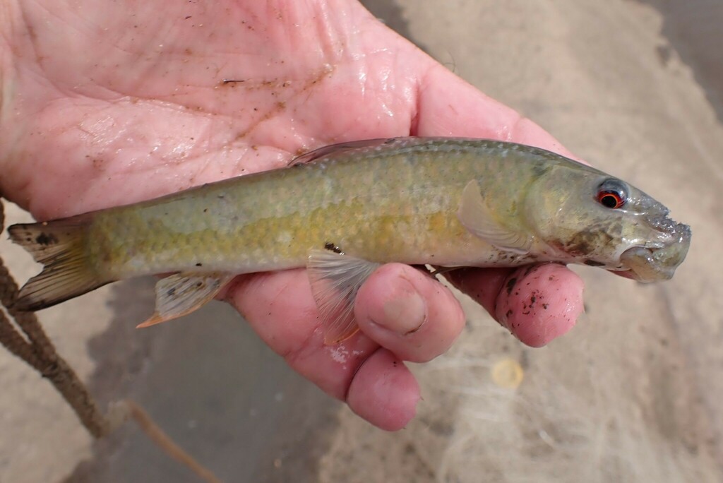 Redeye labeo (Labeo cylindricus) — Cyprinidae