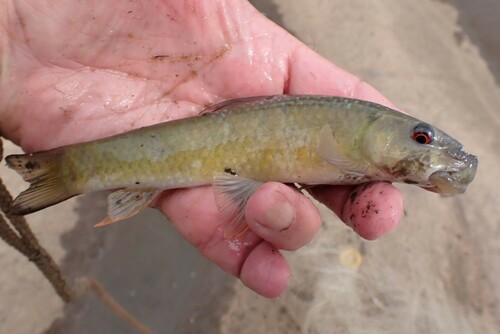 Rolronde labeo (Labeo cylindricus) — Cyprinidae