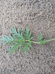 Potentilla tergemina