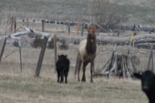 American Elk photographed in Oregon
