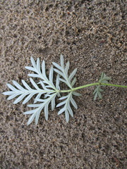 Potentilla tergemina