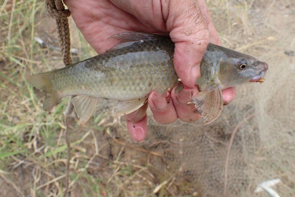 Leaden labeo (Labeo molybdinus) — Cyprinidae