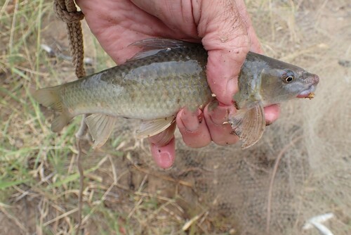 Loodkleurige labeo (Labeo molybdinus) — Cyprinidae