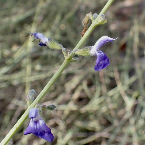 Image of Salvia palmetorum by (c) Sue Carnahan, some rights reserved (CC BY)