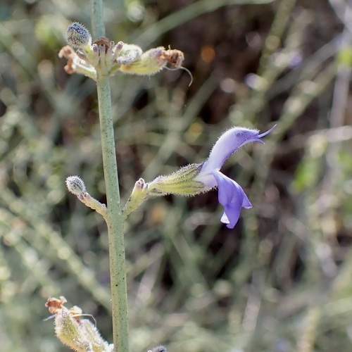 Image of Salvia palmetorum by (c) Sue Carnahan, some rights reserved (CC BY)