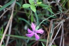Dianthus pygmaeus