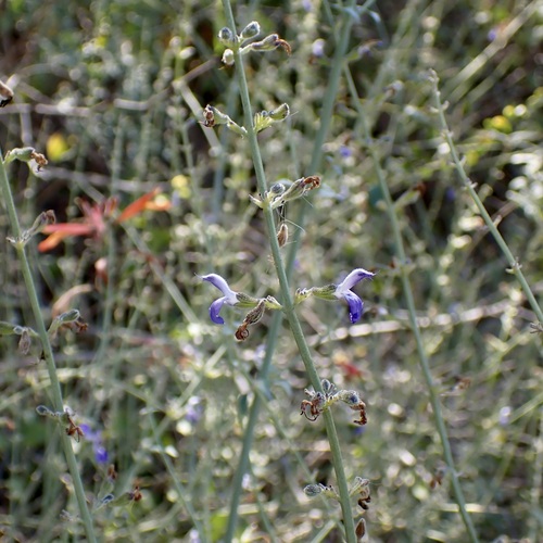 Image of Salvia palmetorum by (c) Sue Carnahan, some rights reserved (CC BY)