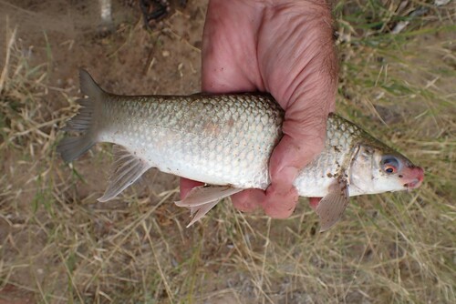 Roodneus-labeo (Labeo rosae) — Cyprinidae
