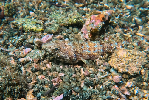 Calico lizardfish (Synodus lacertinus) — Synodontidae — 5