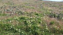 Calystegia macrostegia amplissima