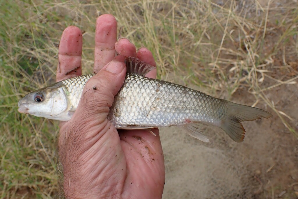 Silver labeo (Labeo ruddi) — Cyprinidae