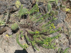 Deinandra clementina