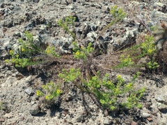 Deinandra clementina