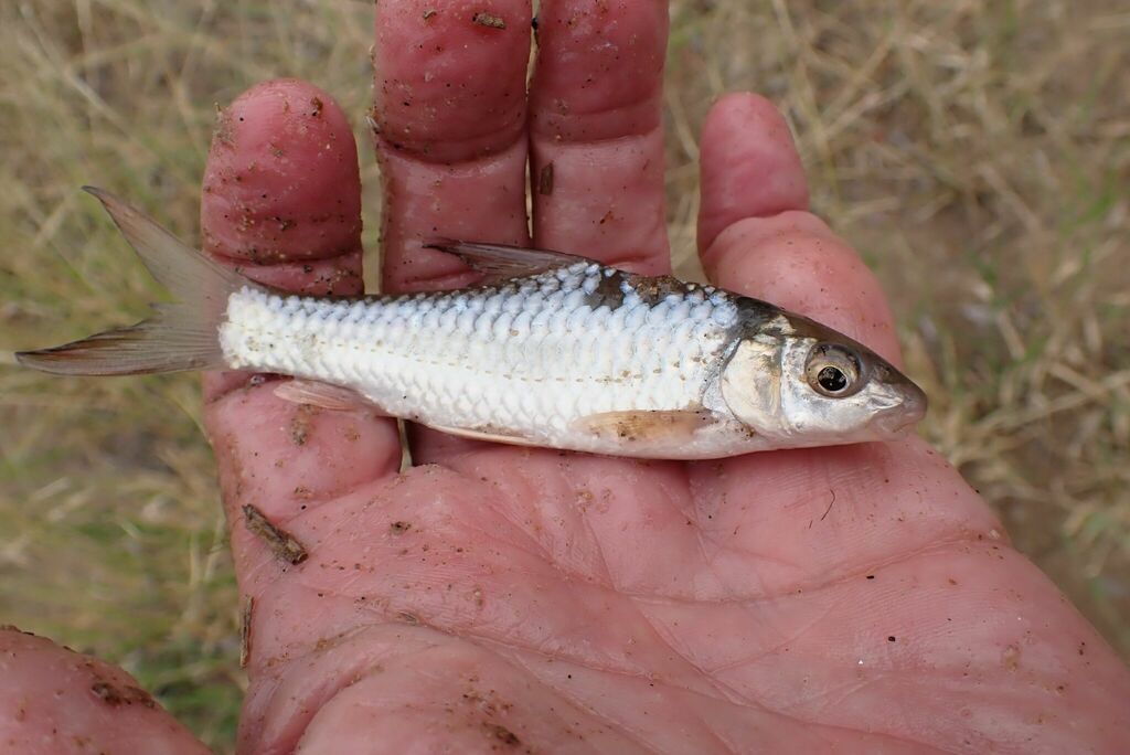 Large-scale Yellowfish from Nomvula, Klaserie GR, Ehlanzeni District ...