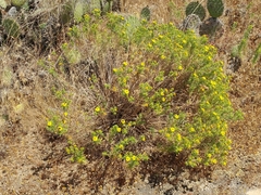 Deinandra clementina